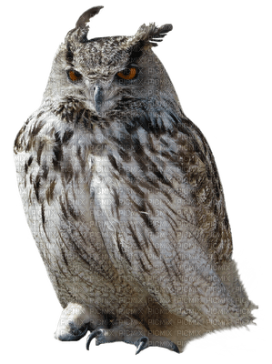 Owls - безплатен png