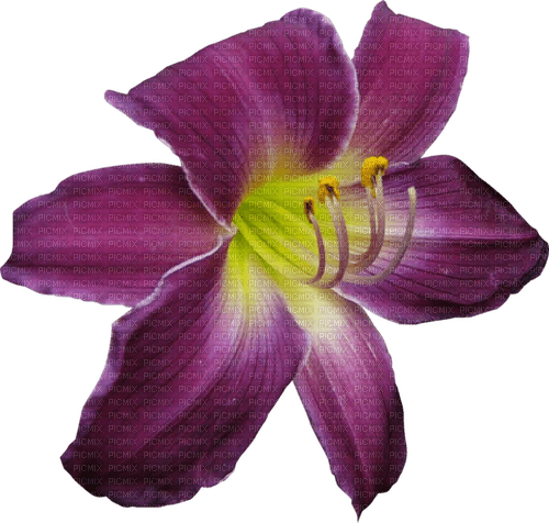 lily  by nataliplus - nemokama png
