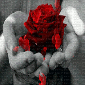 hands rose      bg gif mains roses fond - Ingyenes animált GIF