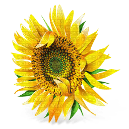 Kaz_Creations Deco Flowers Sunflower Flower - фрее пнг