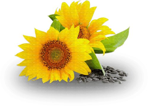 sunflowers - 無料png