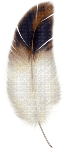 feather Bb2 - Free PNG