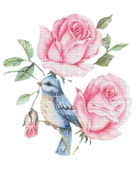 bird vogel oiseau oiseaux - Darmowy animowany GIF