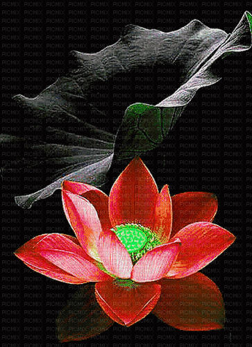 maj fleurs gif - Безплатен анимиран GIF