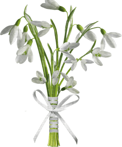 Snowbell Flower - Free PNG