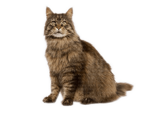 Rena Cat Katze tiger Animal Tier - png gratis