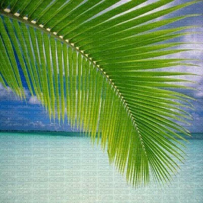 palm leaf paysage landscape palme sea meer mer ocean océan ozean   summer ete beach plage  strand fond background - фрее пнг