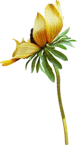 Fleur.Flower.yellow.Autumn.Victoriabea - PNG gratuit