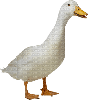Kaz_Creations Duck - безплатен png