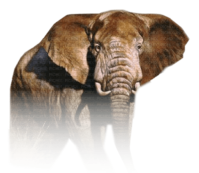 Kaz_Creations Elephants Elephant - png grátis