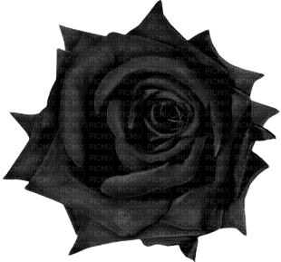 Black Rose - darmowe png