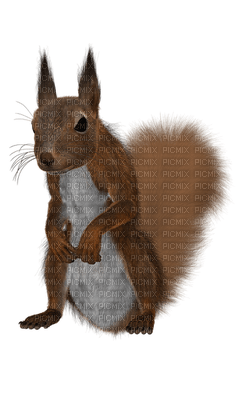 orava, squirrel - nemokama png