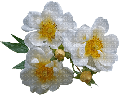 kukka, flower, fleur, rose, ruusu - Free PNG