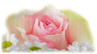 rose rose.Cheyenne63 - nemokama png