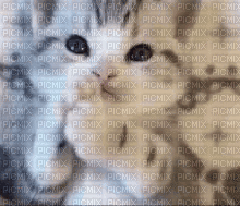 cutee kittay - 無料のアニメーション GIF