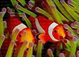 Poissons Clown - Free PNG