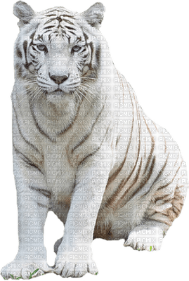 tiger bp - 免费PNG