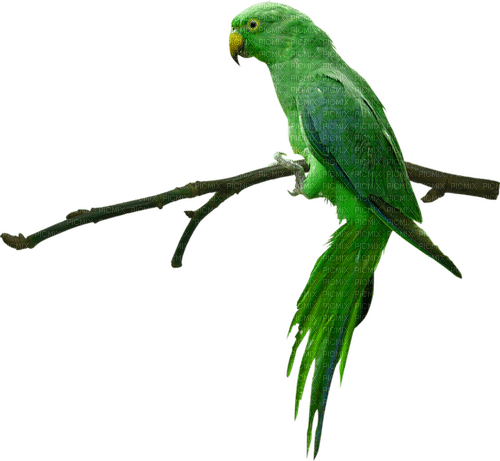 Perico plumaje verde - zdarma png