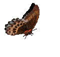 mariposa - 免费动画 GIF