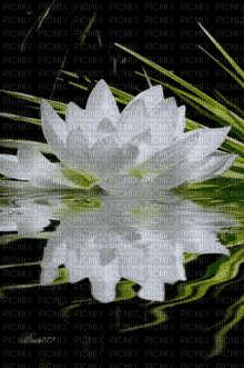 MMarcia gif lotus fundo - Gratis animerad GIF