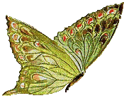 Papillon - Kostenlose animierte GIFs