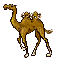 chameau - GIF animado grátis