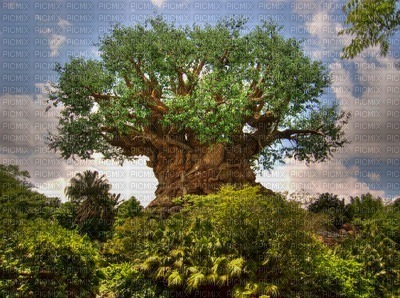 Tree of life bp - 免费PNG