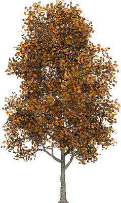 Kaz_Creations Trees Tree Colours - darmowe png