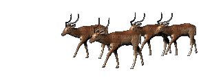 Antelope - Ilmainen animoitu GIF