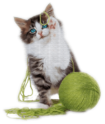 chat belote de laine - png gratis