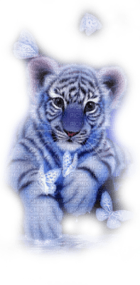 Tiger - nemokama png