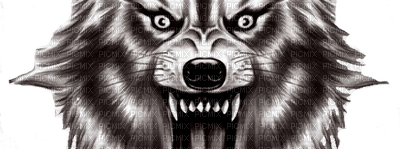 wolf face - PNG gratuit