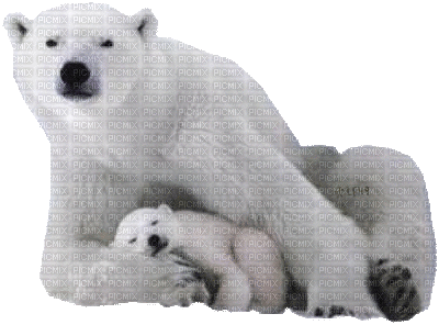 polar bear bp - Безплатен анимиран GIF