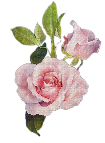 Rose, rosa, Knospe - png grátis
