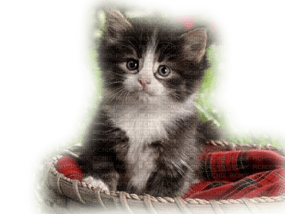 Katze chat cat - безплатен png