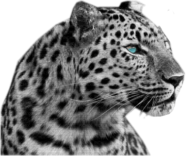 leopardo - zdarma png