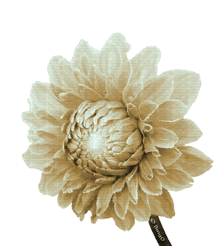 Y.A.M._Flower - GIF animado grátis