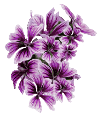 purple milla1959 - бесплатно png