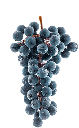 grapes   Bb2 - фрее пнг