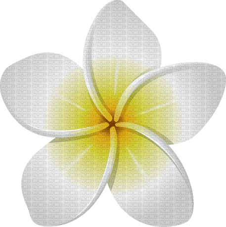 kikkapink deco scrap white flower - darmowe png
