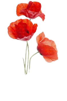 coquelicots - δωρεάν png