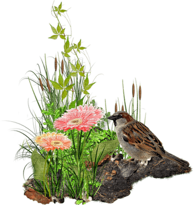 Kaz_Creations Flowers Deco Flower Colours Garden Deco - PNG gratuit