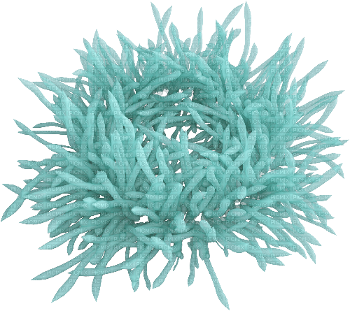Sea ocean underwater marine life anemone - zdarma png