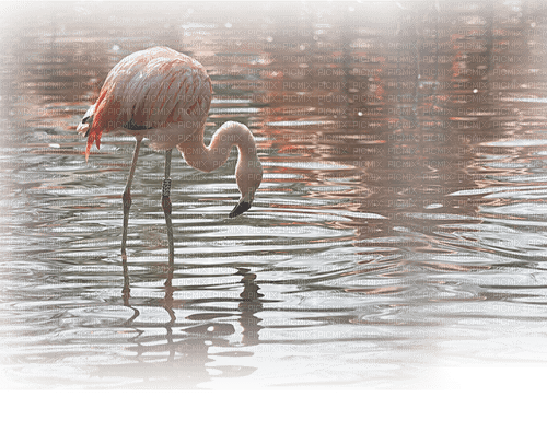 bird-flamingo - бесплатно png
