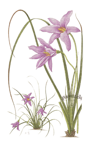 spring flowers - δωρεάν png