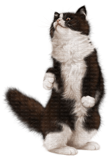 cat by nataliplus - 免费PNG
