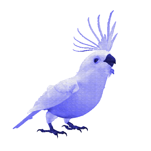 perroquet  blanc gif - Gratis geanimeerde GIF
