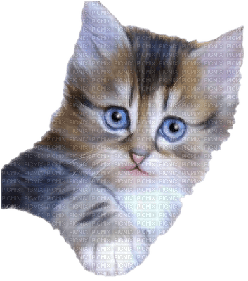 Kaz_Creations Cats Kittens Cat Kitten - zdarma png
