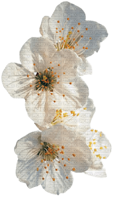 fleur blanche.Cheyenne63 - zdarma png