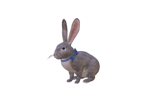 Easter.Rabbit.Lapin.Pâques.gif.Victoriabea - GIF animé gratuit